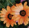 wf_daisy_african.jpg